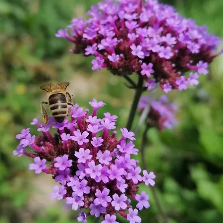 Le Temps Serein Bed & Breakfast