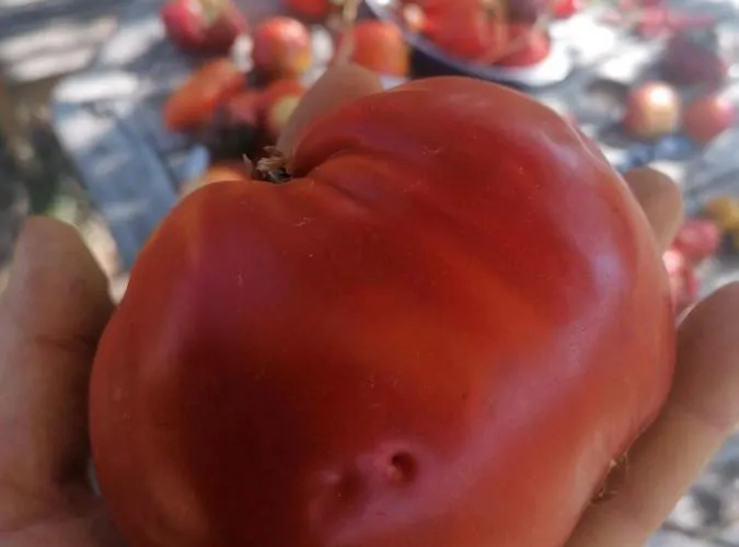 Le Temps Serein Bed & Breakfast Vabre-Tizac